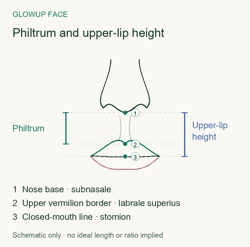 Philtrum and upper-lip height
